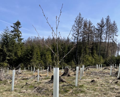 Gepflanzte Bäume auf einer Fläche bei Wiesbaden klein